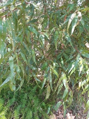 Eucalyptolyma maideni