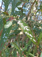 Eucalyptolyma maideni