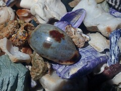 Purpuradusta gracilis