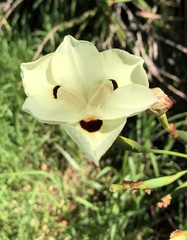 Dietes bicolor