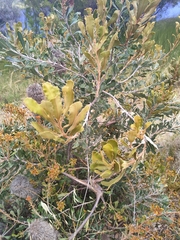 Banksia media