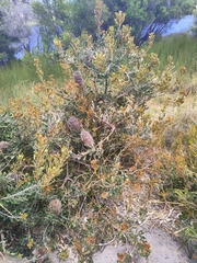 Banksia media
