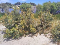Banksia media