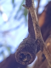 Eucalyptus gomphocephala