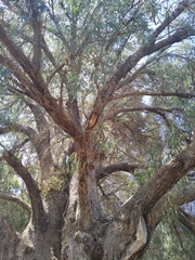 Eucalyptus gomphocephala