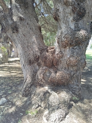 Eucalyptus gomphocephala