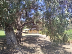 Eucalyptus gomphocephala