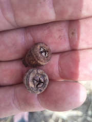 Eucalyptus gomphocephala