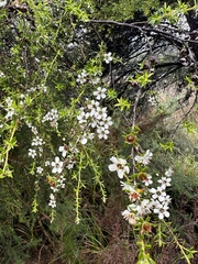 Leptospermum scoparium