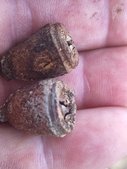 Eucalyptus gomphocephala