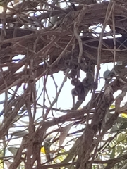 Eucalyptus gomphocephala