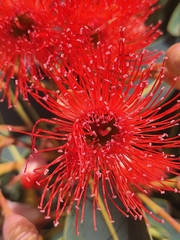 Corymbia ficifolia