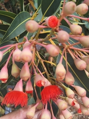 Corymbia ficifolia