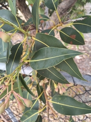 Corymbia ficifolia