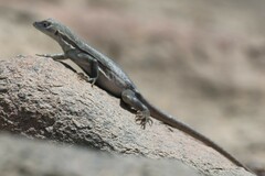 Microlophus peruvianus