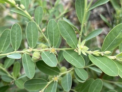 Phyllanthus fuernrohrii