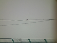 Streptopelia orientalis