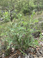 Phyllanthus fuernrohrii