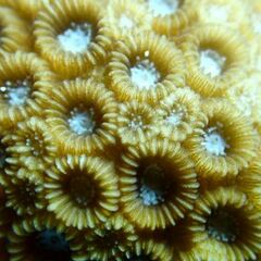 Paramontastraea serageldini