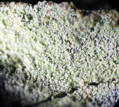 Lepraria elobata