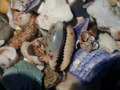 Purpuradusta gracilis