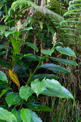 Renealmia pyramidalis