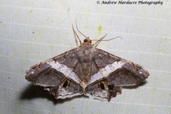 Chiasmia nora