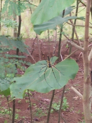 Nephila pilipes