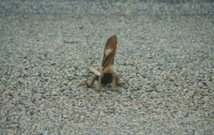 Chlamydosaurus kingii