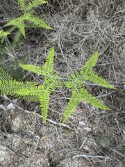 Gleichenia