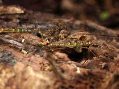 Austrolimnophila argus