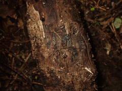Austrolimnophila argus