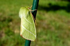 Bena bicolorana