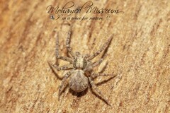 Pulchellodromus lamellipalpis