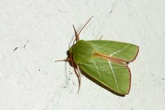 Bena bicolorana
