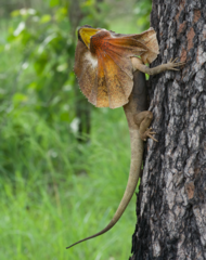 Chlamydosaurus kingii