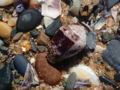 Conus coronatus