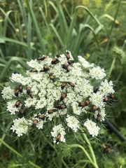 Phyllotocus rufipennis