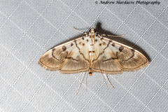 Dichocrocis