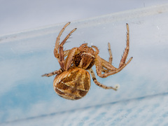 Xysticus pseudocristatus