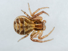 Xysticus pseudocristatus