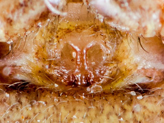 Xysticus pseudocristatus