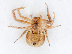 Xysticus pseudocristatus