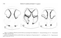 Xysticus pseudocristatus