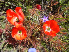 Drosera cistiflora