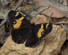 Tisiphone abeona albifascia