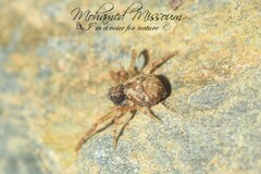 Pulchellodromus lamellipalpis