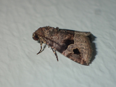 Ozarba brunnea