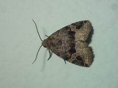 Ozarba brunnea