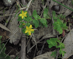 Hypericum gramineum